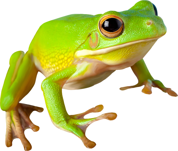 Земноводные на белом фоне