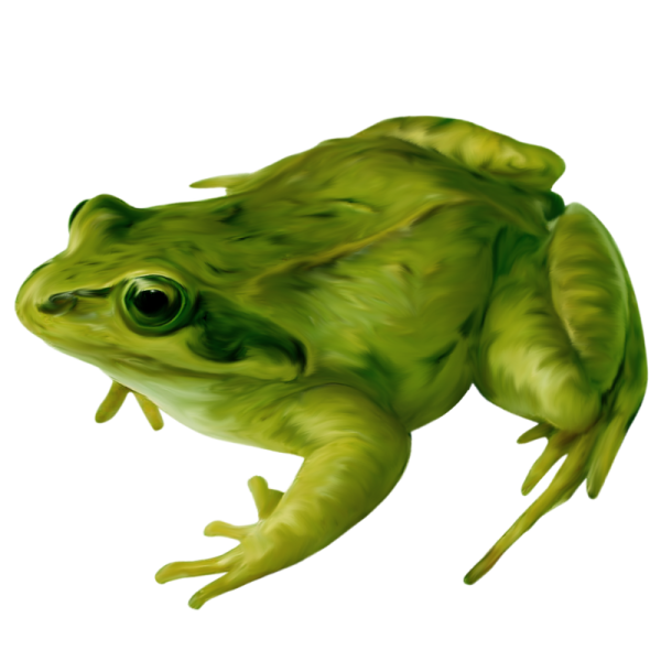 Лягушка на белом фоне