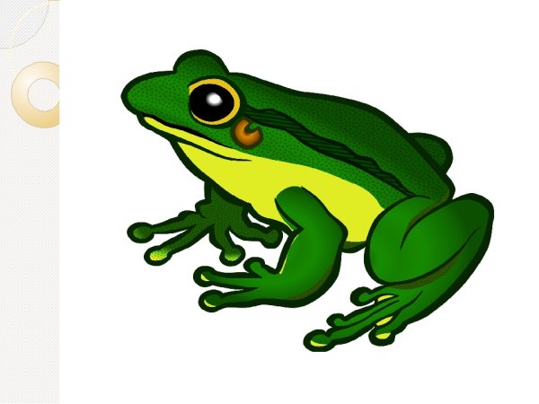 Головастик лягушки клипарт