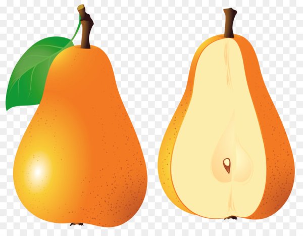Груша рисунок