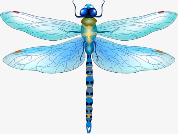 Стрекоза на прозрачном фоне