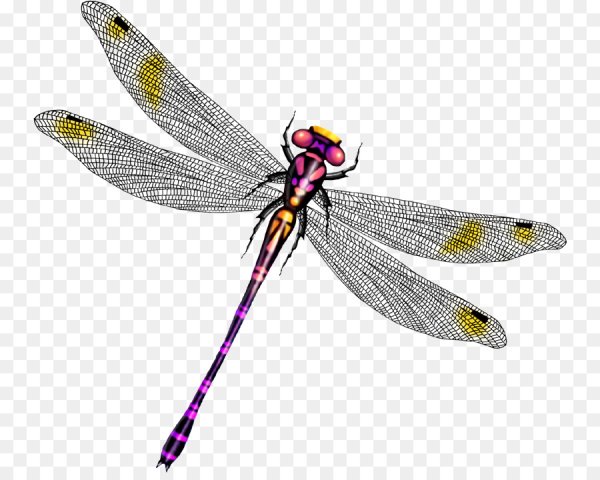 Насекомые без фона