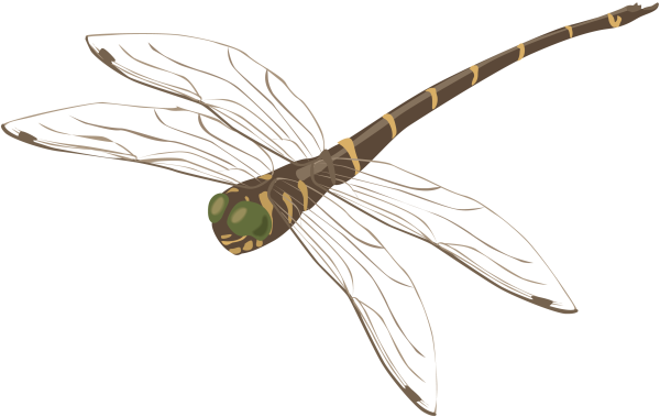 Стрекоза для детей