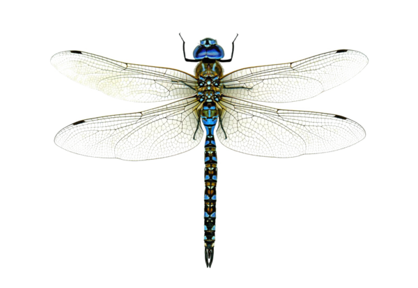 Веселая Стрекоза