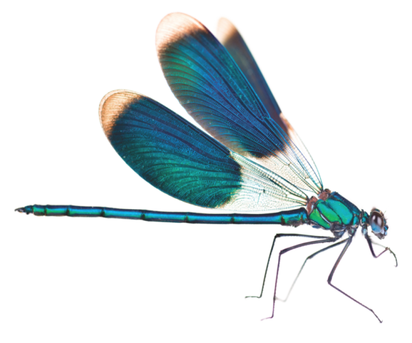 Стрекозы мультяшные