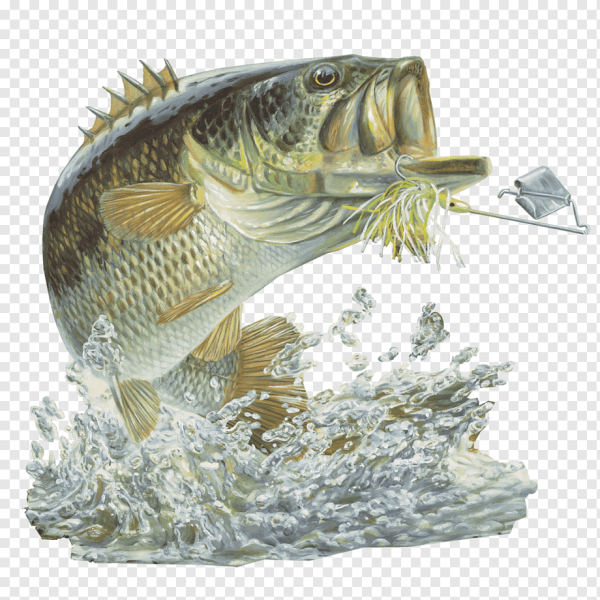 Рыбалка на прозрачном фоне