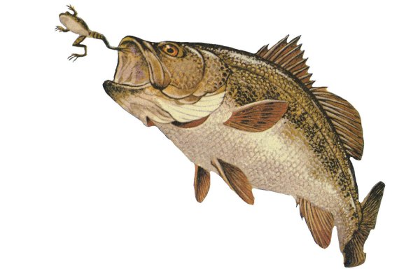 Рыбак на прозрачном фоне