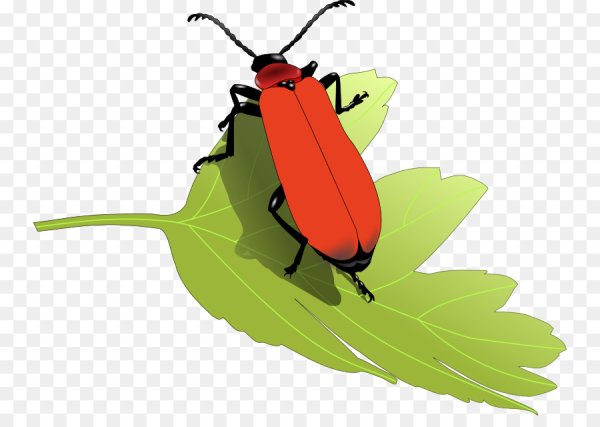 Жук для детей