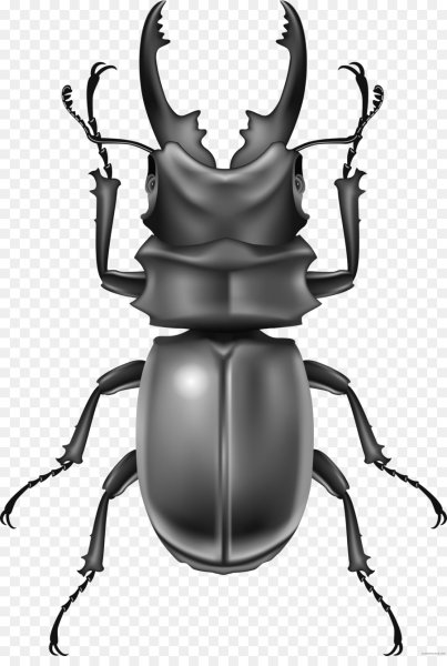 Жук на прозрачном фоне