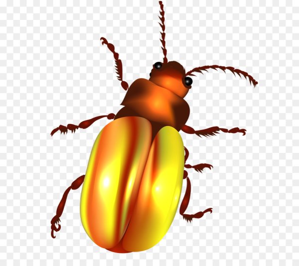 Изображение жука