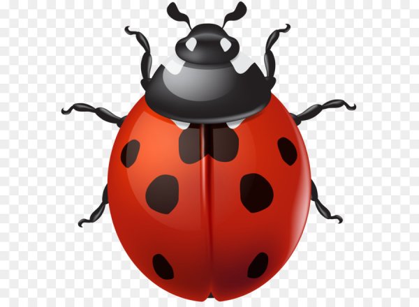 Божья коровка на белом фоне