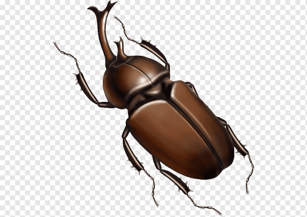 Жук носорог рисунок