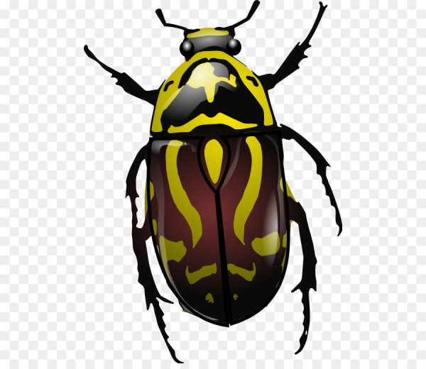 Eupoecila australasiae.