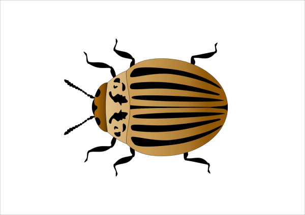 Колорадский Жук вектор