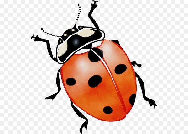 Жучок коровка