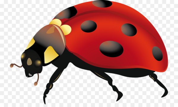 Жучки для фотошопа