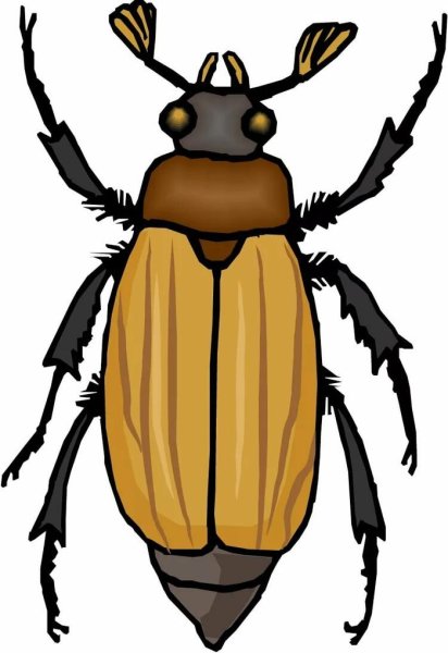 Жук для детей