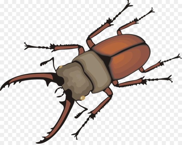 Жук для детей