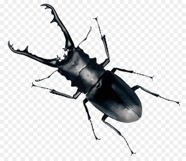 Жук-олень (Lucanus Cervus)