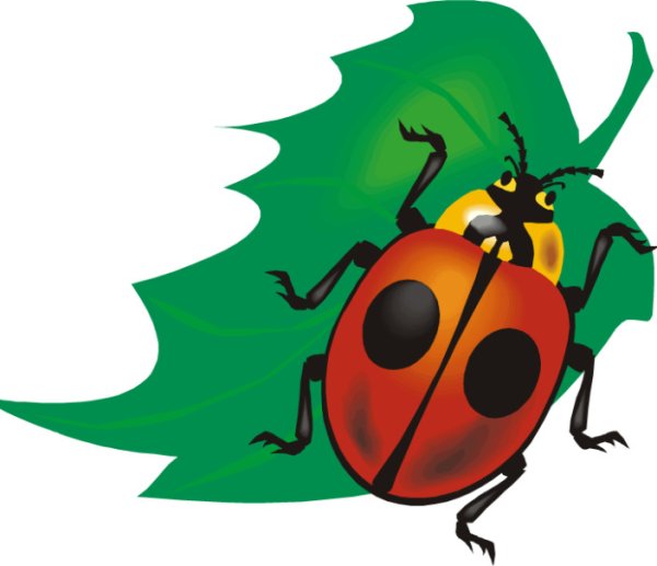 Картина Жук для детей