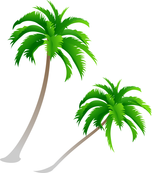 Пальма вид сверху