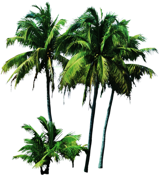 Пальма на прозрачном фоне