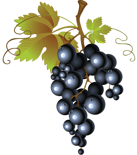 Веточка винограда