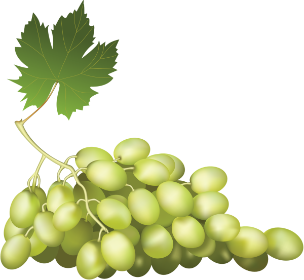 Виноград вектор