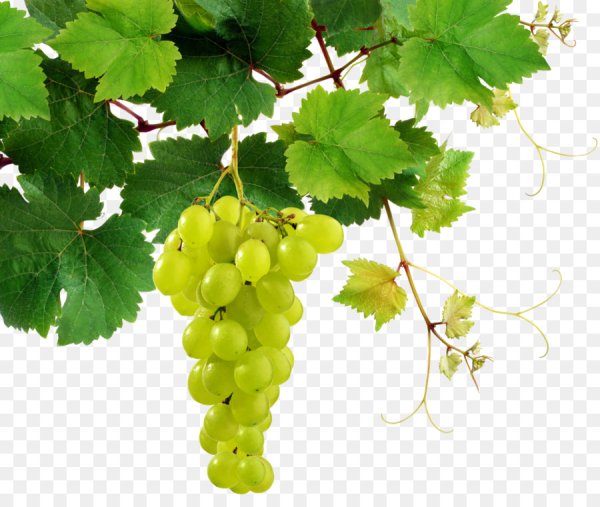 Виноградная лоза с гроздью винограда