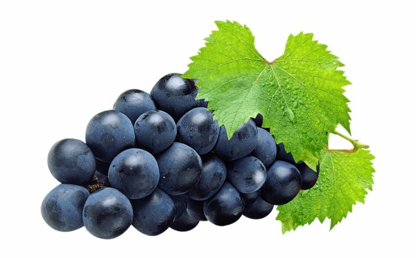 Виноград Изабелла