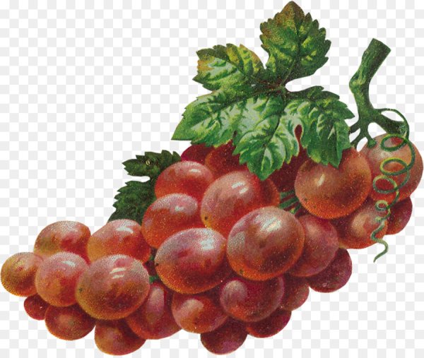 Виноград иллюстрация