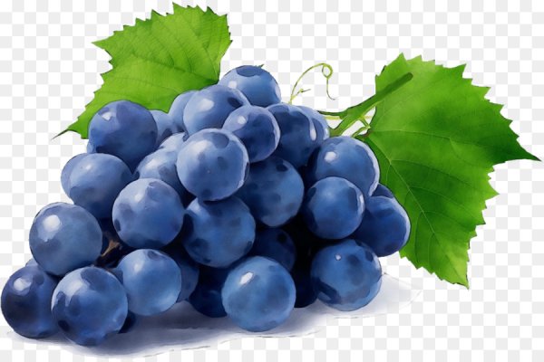 Грозди винограда Изабелла