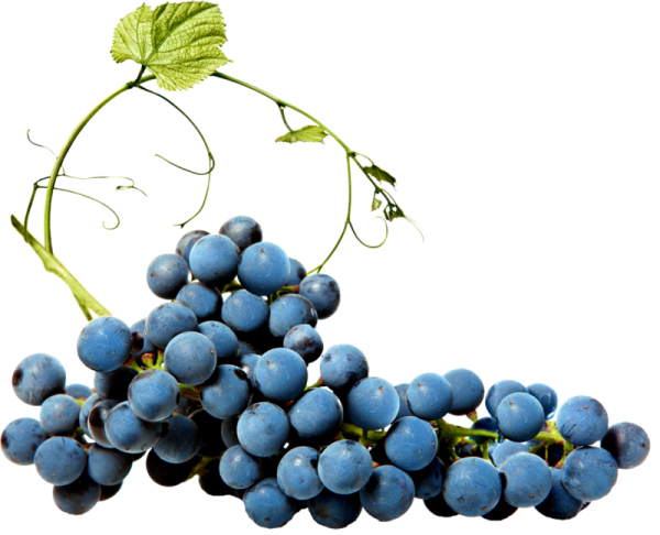 Ветка винограда на белом фоне