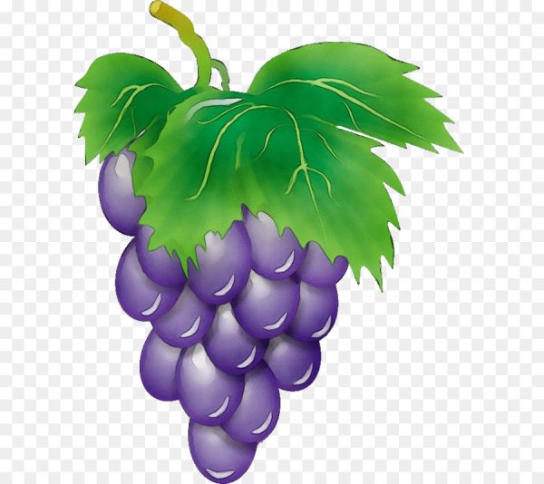 Виноградная гроздь coreldraw