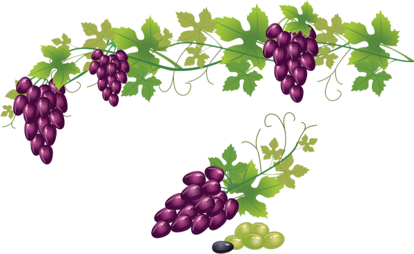 Ветка винограда на прозрачном фоне