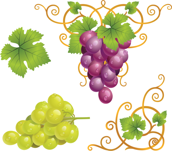 Векторный виноград