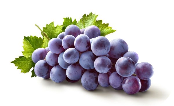 Виноград Изабелла рисунок