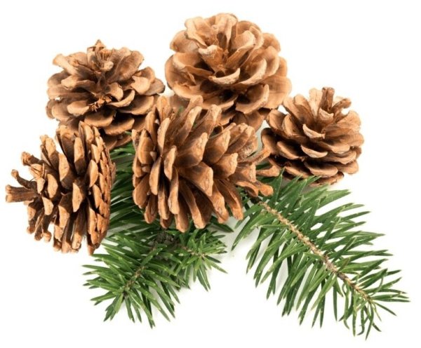Еловая шишка