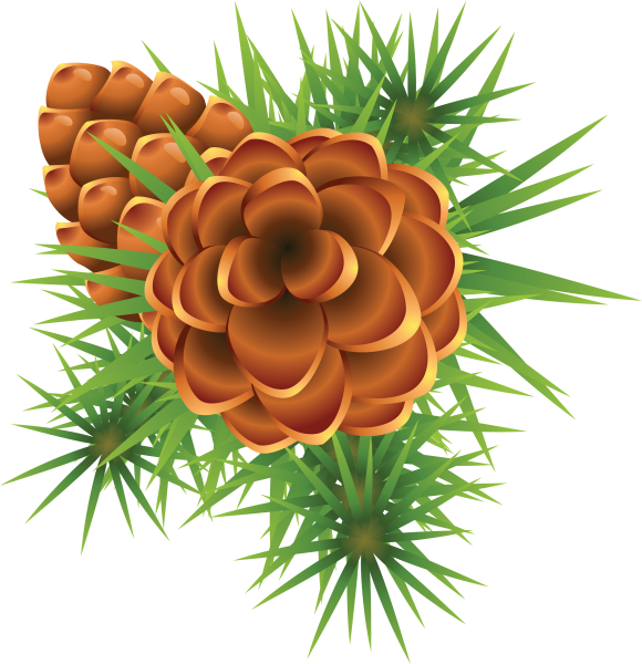 Шишки на прозрачном фоне