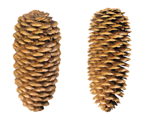 Шишки на белом фоне