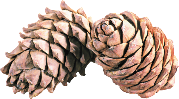 Кедровая шишка
