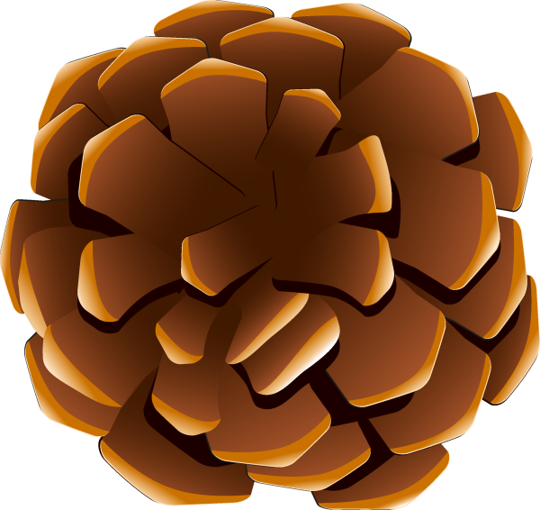 Кедровая шишка на прозрачном фоне