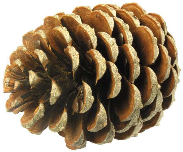 Еловые шишки