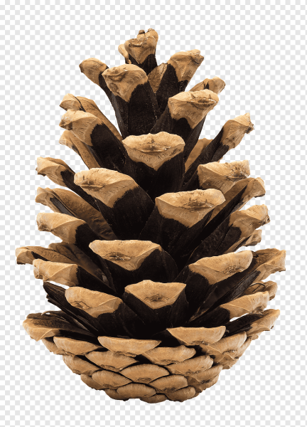 Сахарная сосна шишки