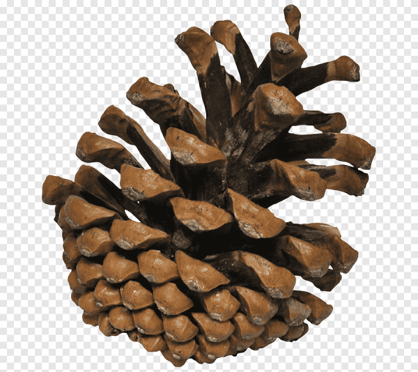 Шишка кедровой сосны