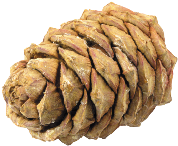 Кедровая шишка Сосновая шишка Еловая шишка