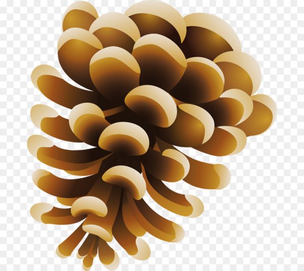 Шишка вектор