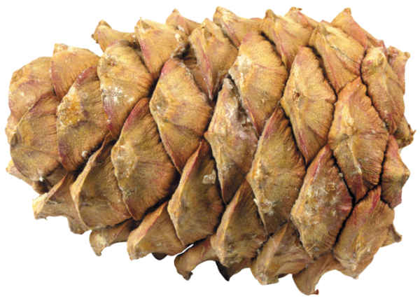 Кедровые шишки на прозрачном фоне