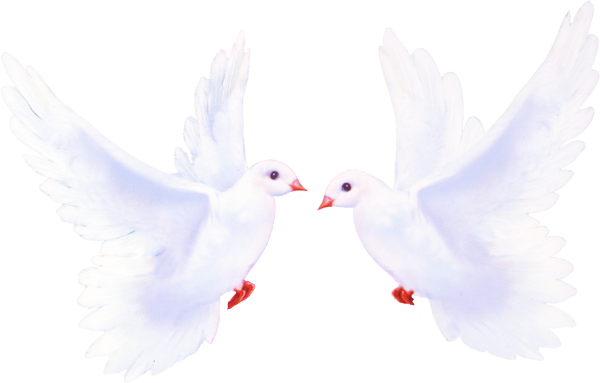 Белый голубь на белом фоне