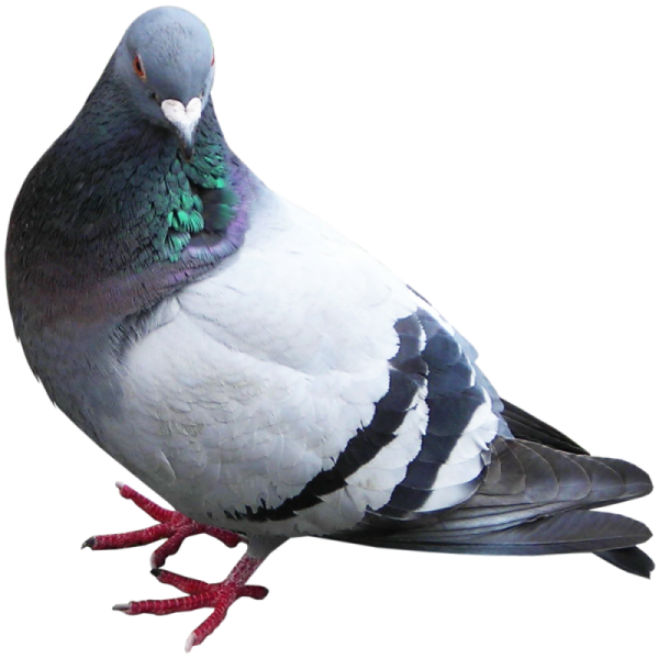 Голубь на белом фоне